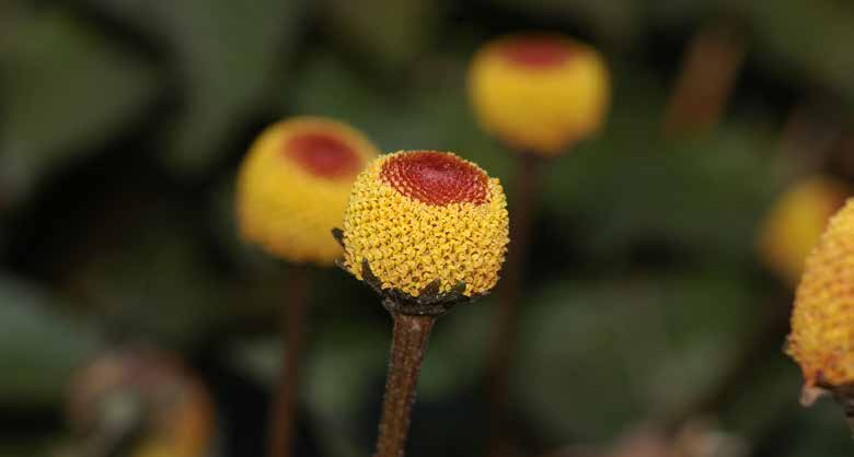 Spilanthes Acmella cicegi